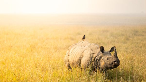 Rhino-River-thumb